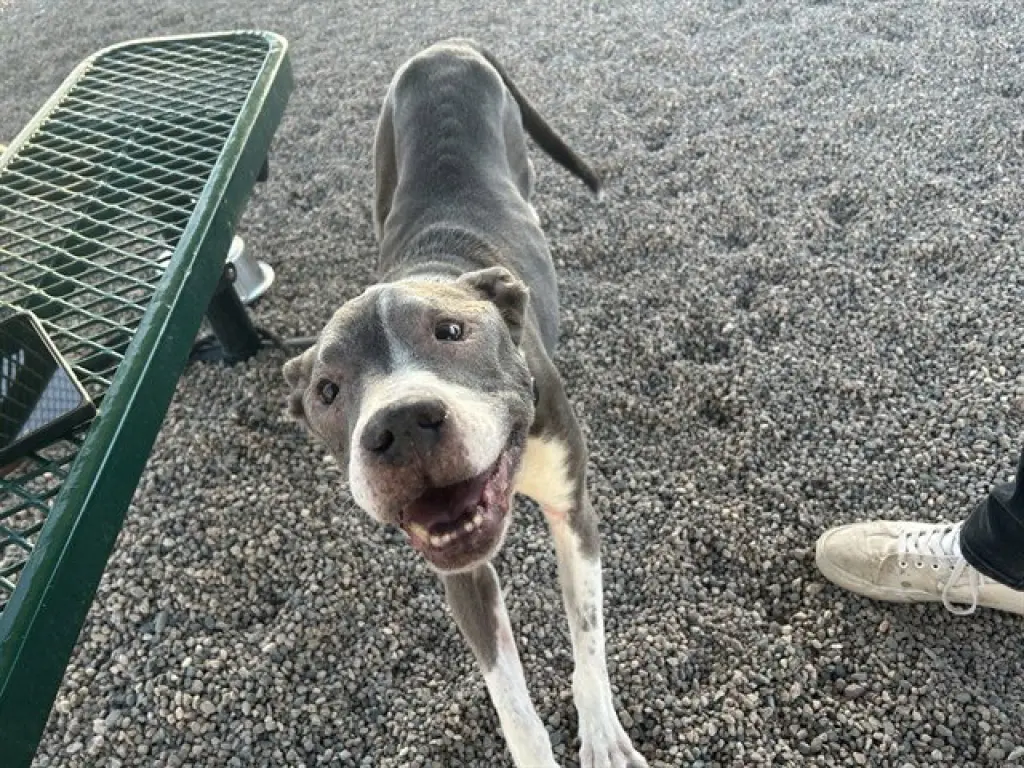 TYSON