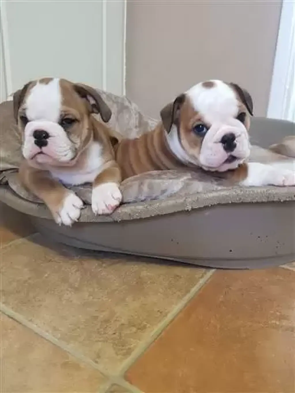 Los cachorros de bulldog inglé