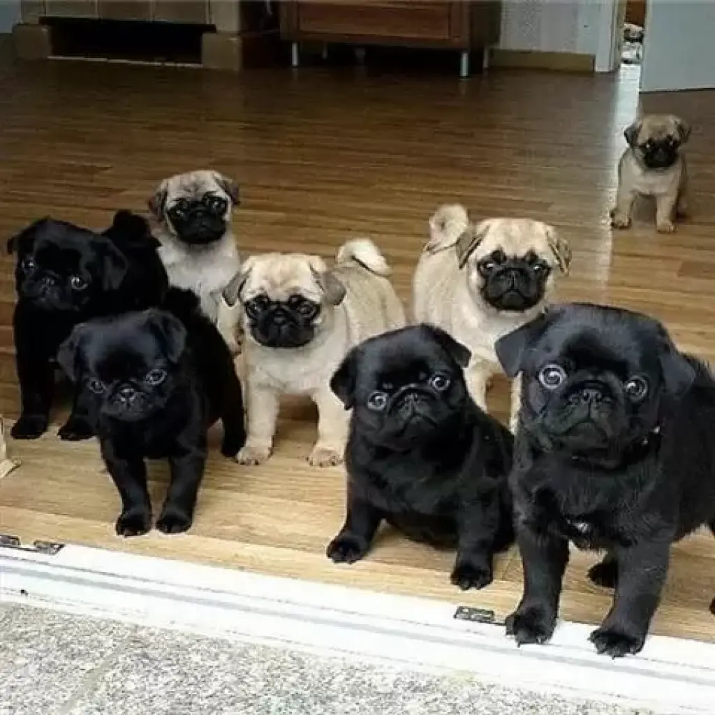 Pug puppies for sale