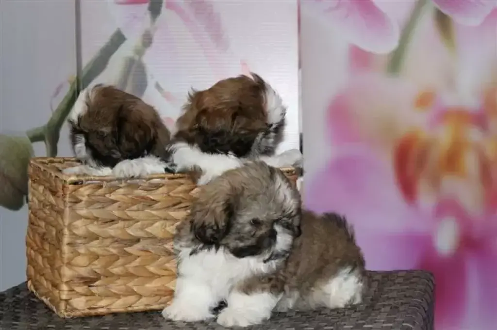 Cachorros shih tzu listos ahor