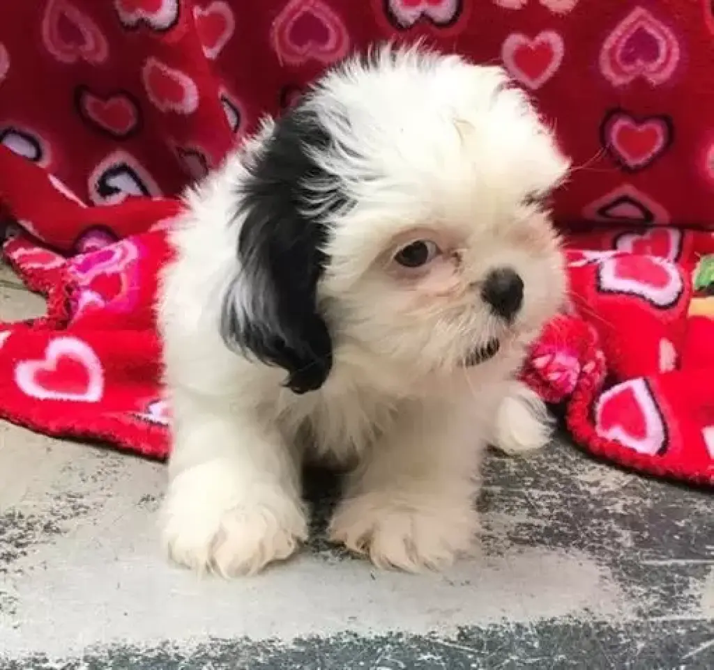 Shih tzu puppies ready now