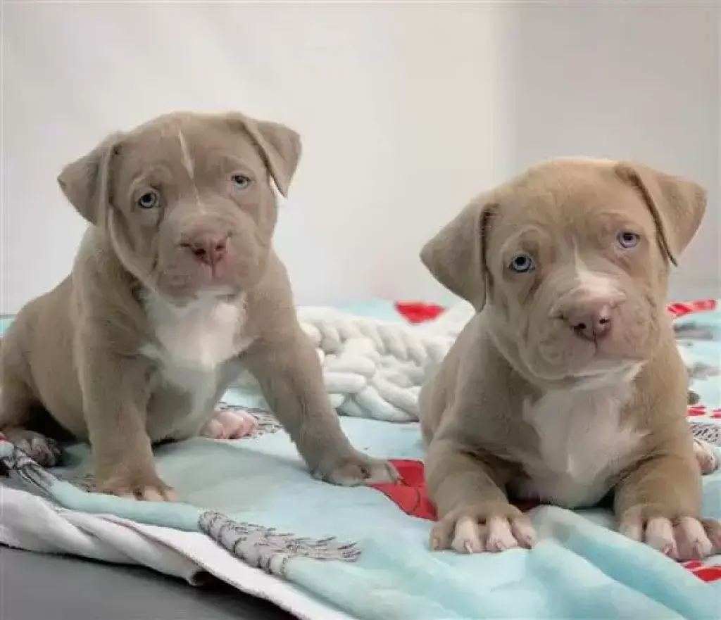 pitbull terrier americano