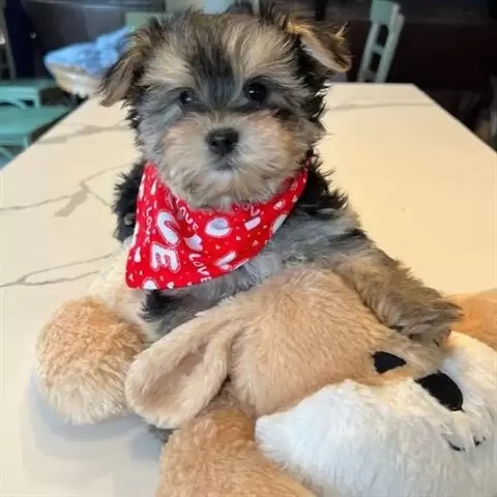 Yorkie de 11 semanas en busca