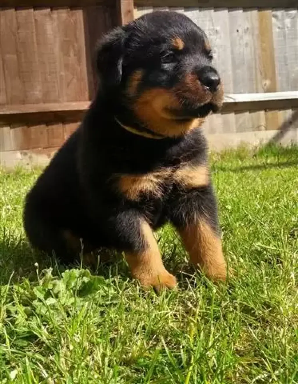 Se venden cachorros rottweiler