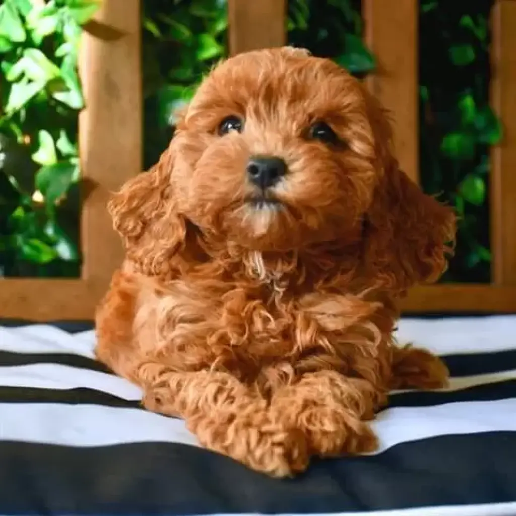 Venta de Cachorros Cavoodle