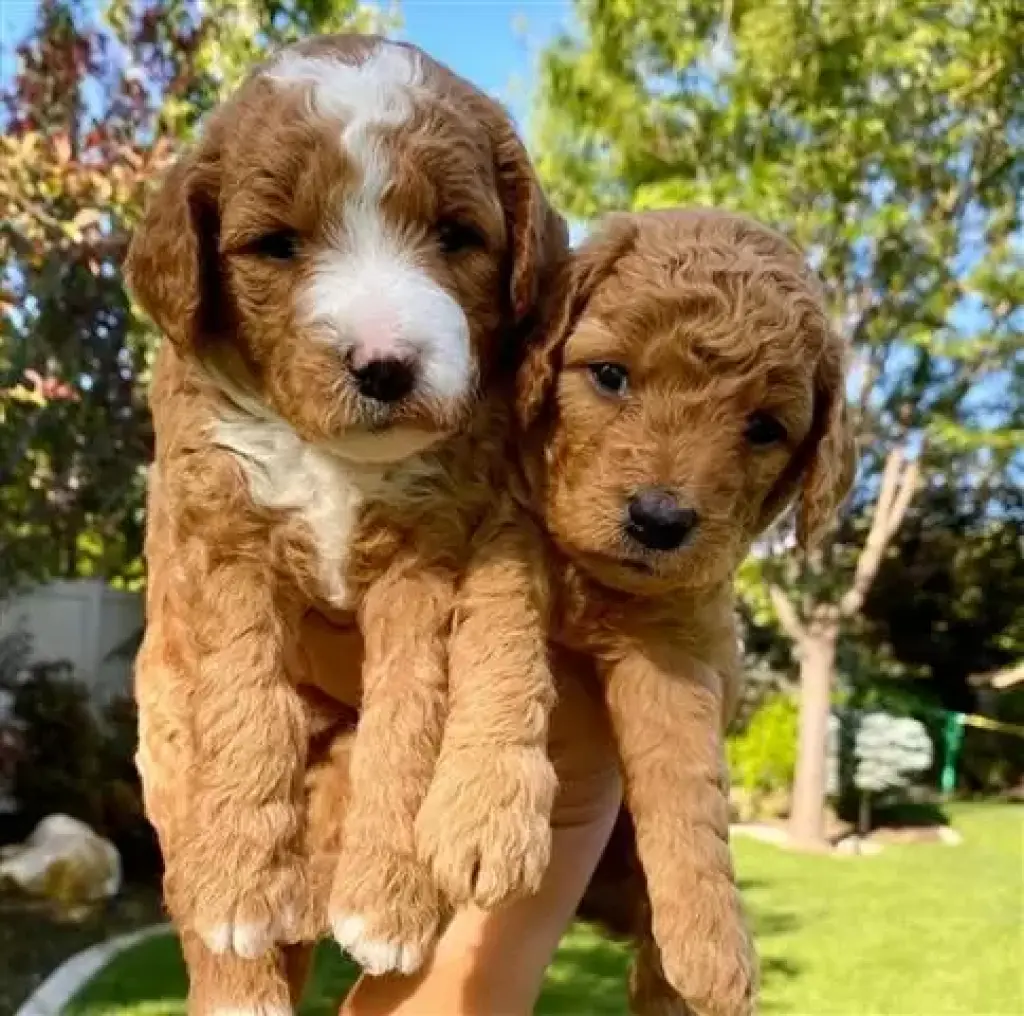 Se venden cachorros goldendood
