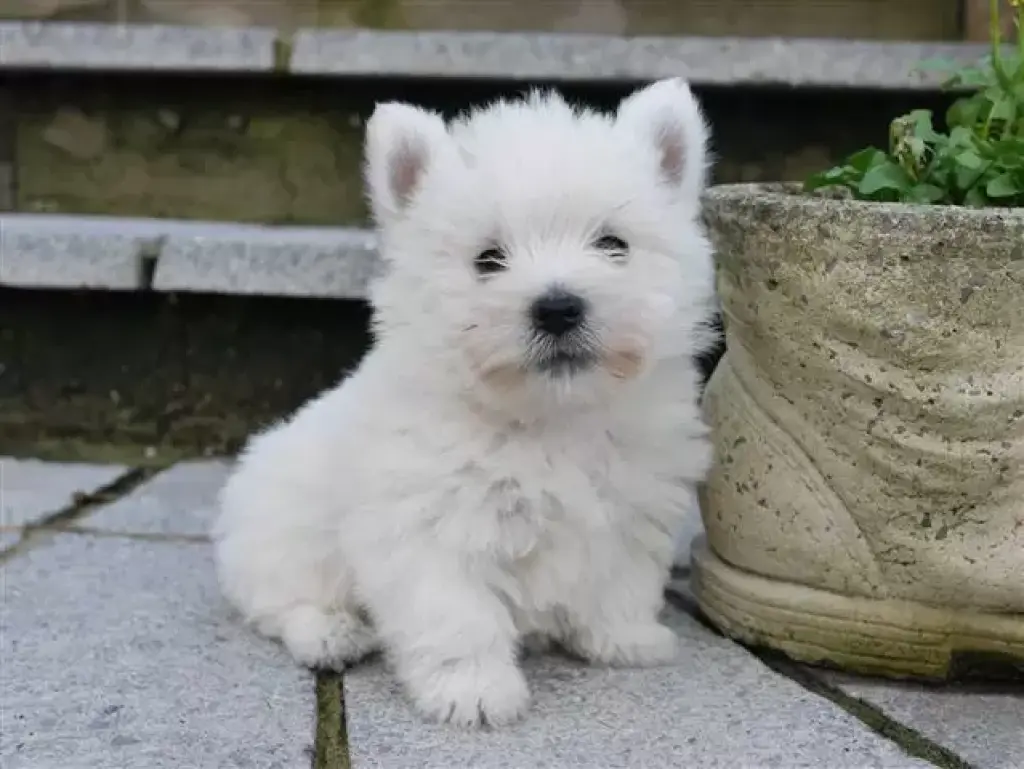 cachorros de West Highland Ter