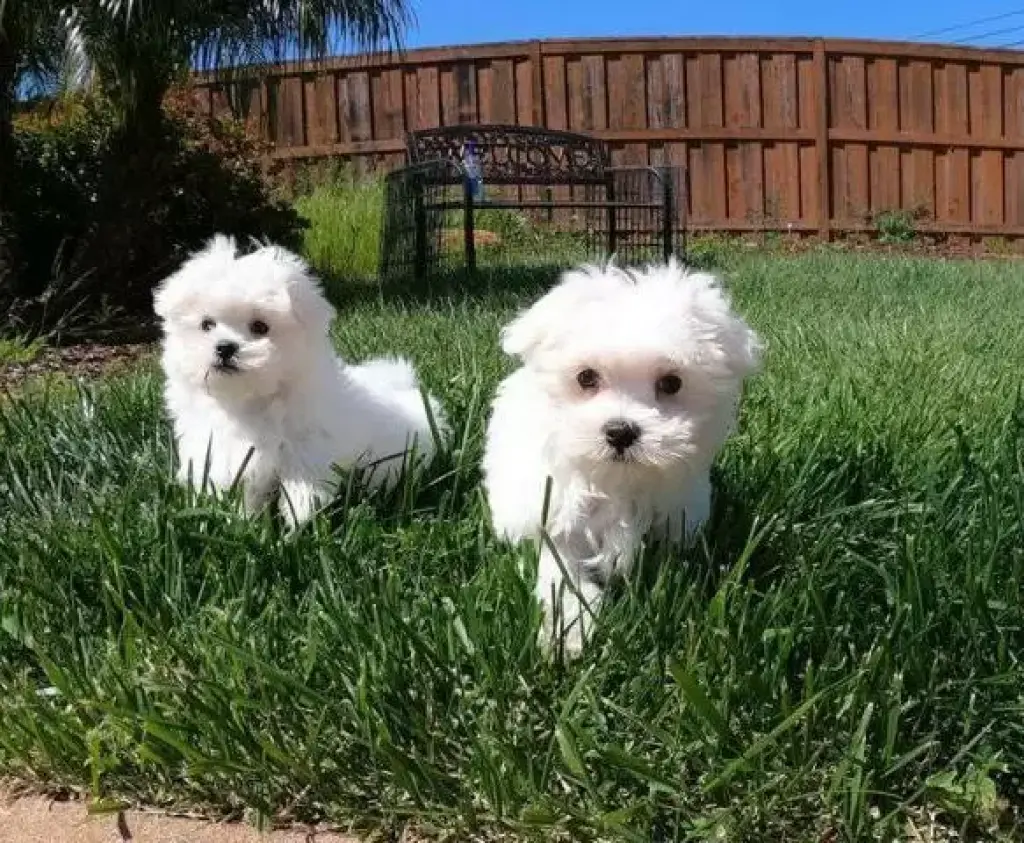 cachorro maltés macho y hembra