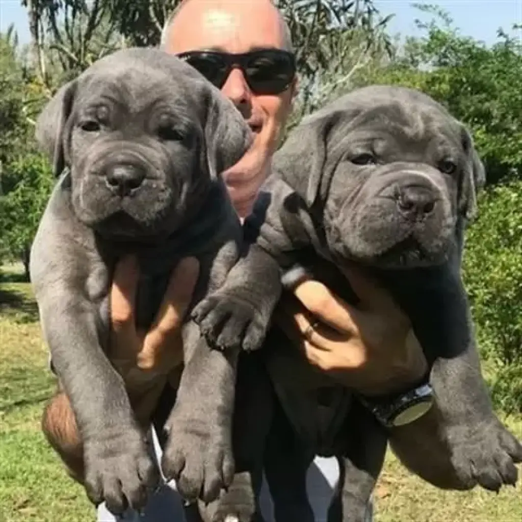 cos cachorros de gran danés