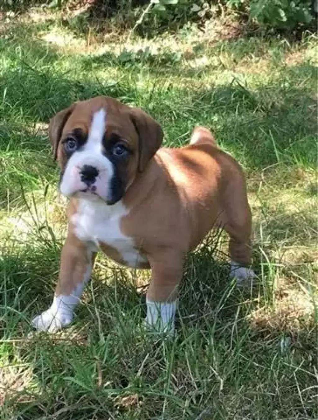 Se venden cachorros boxer