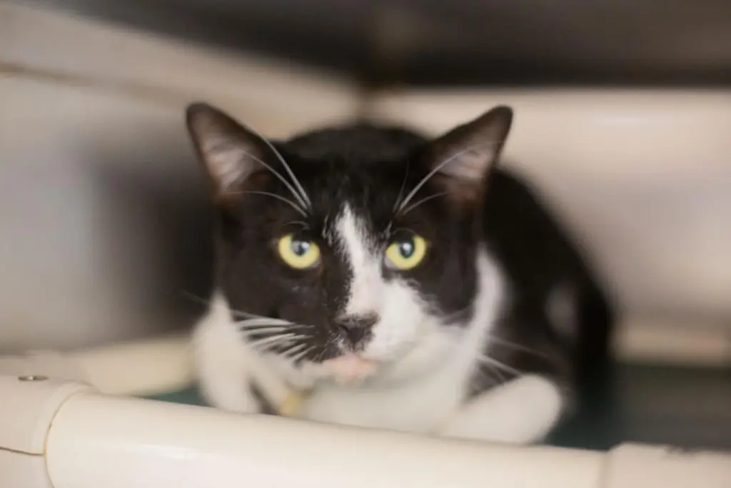 Tux