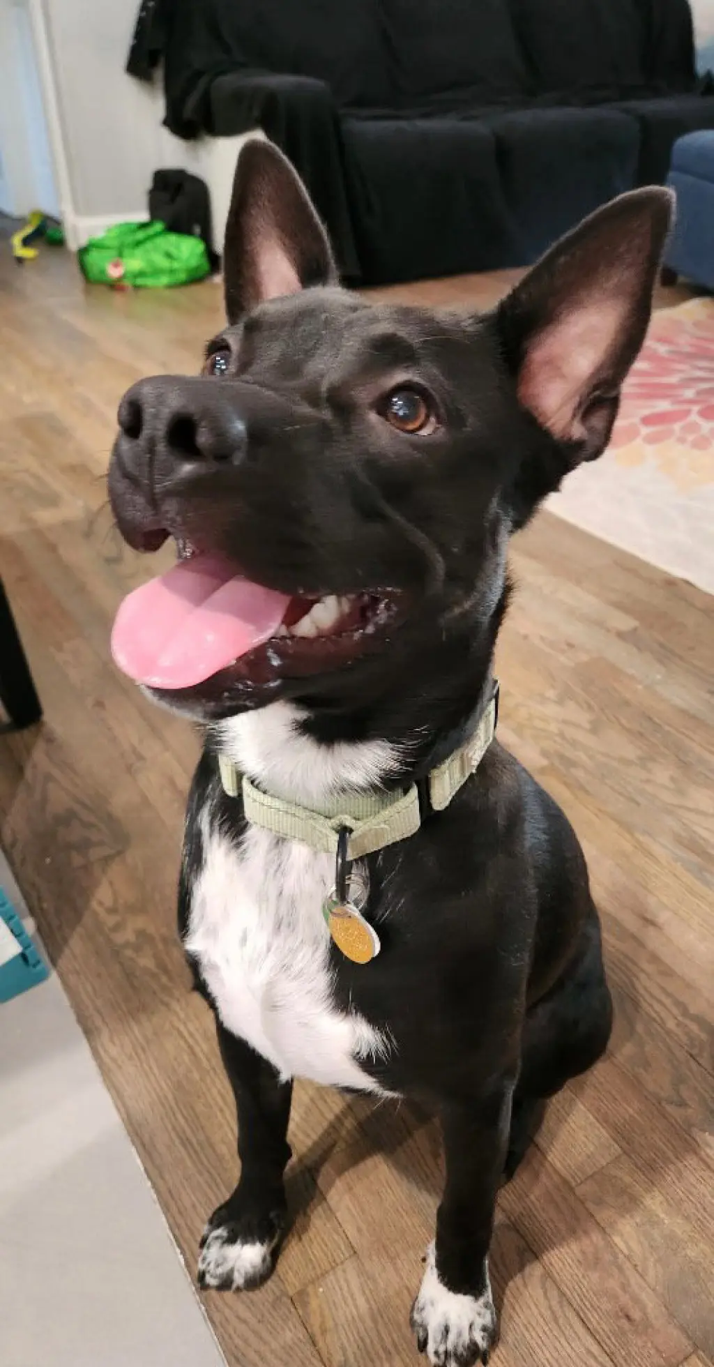Tater Tot (AKA Onyx)