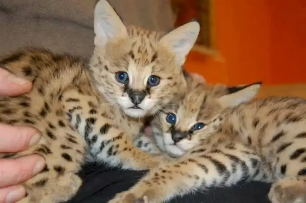 Savannah kittens available