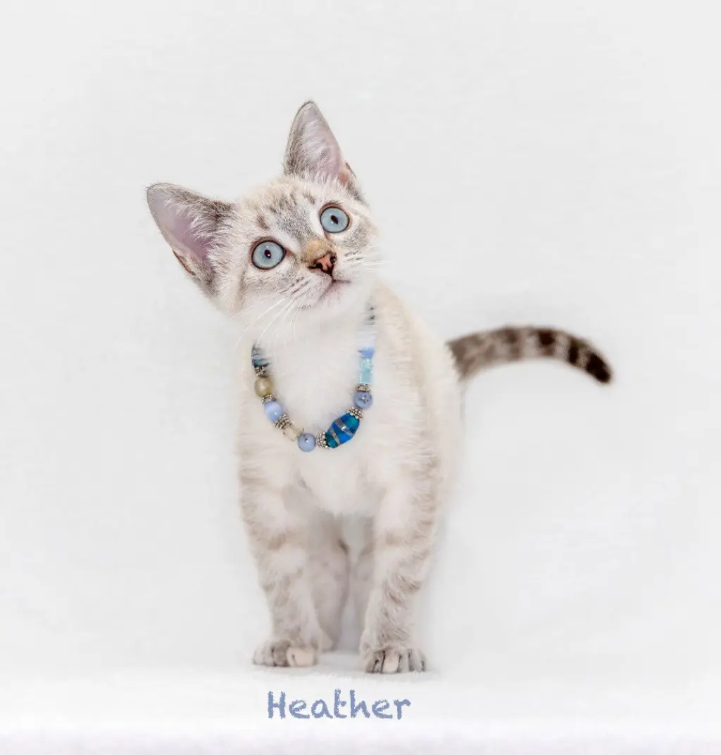 Heather
