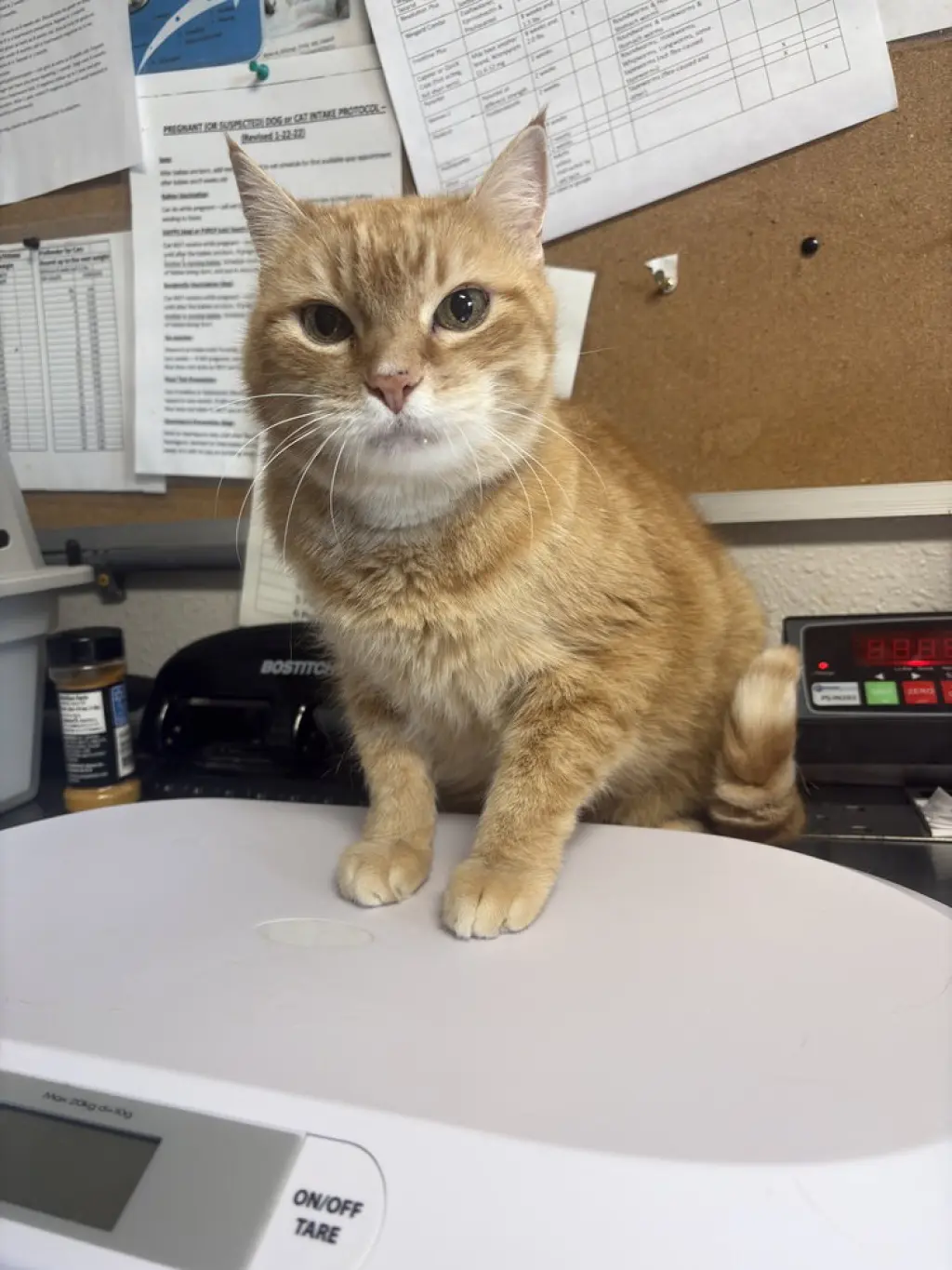 Kitty