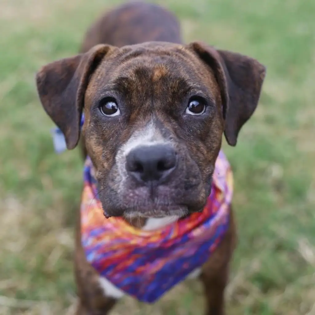 PIPER