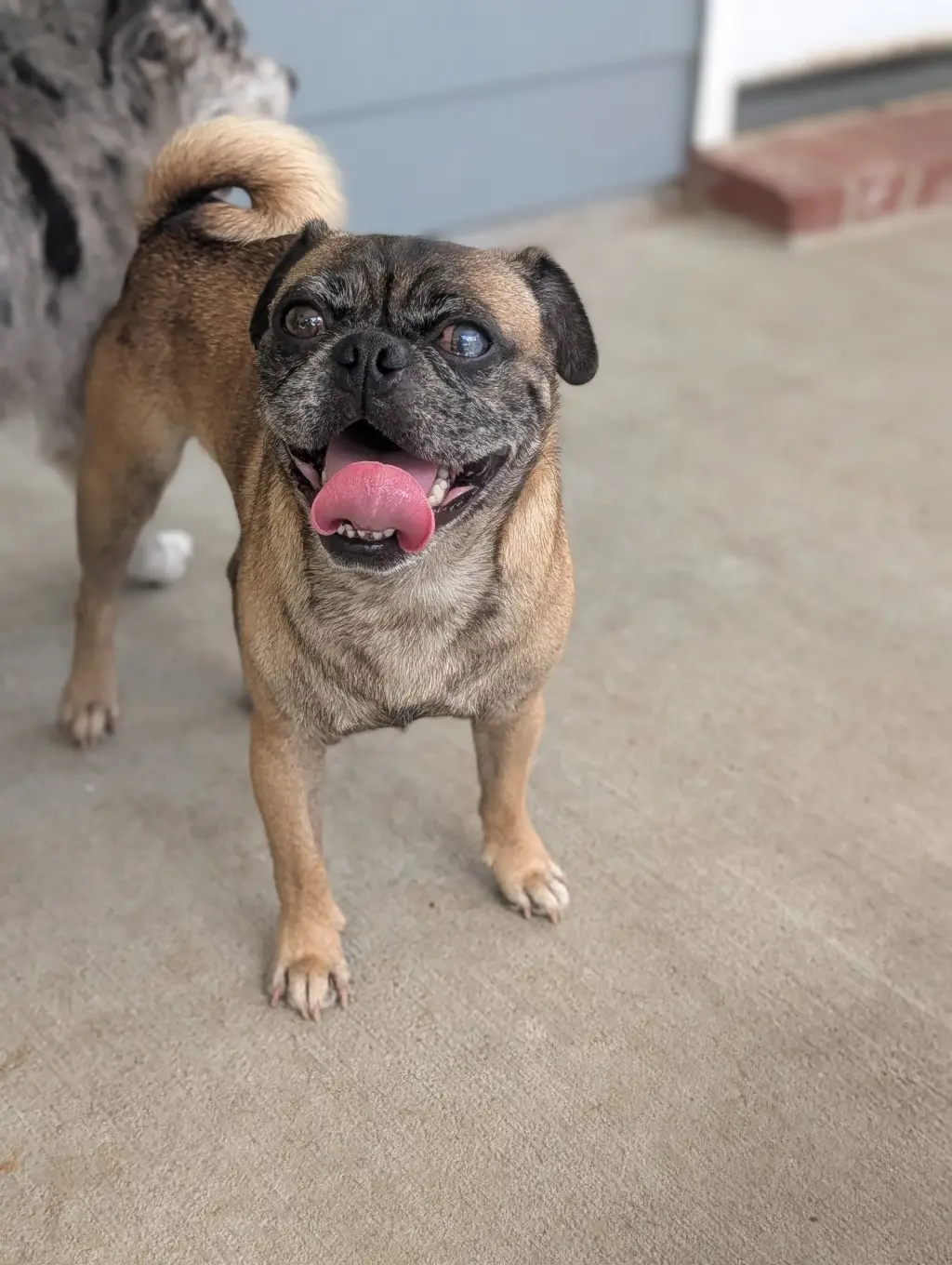 Pop - perfect pug!