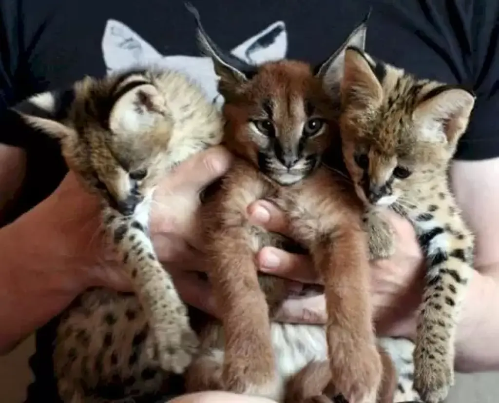 #***Savannah kittens available