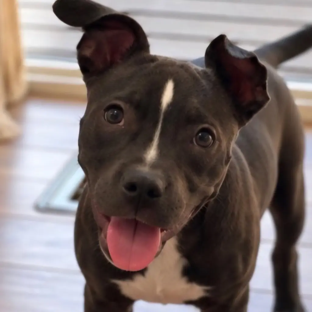 Doris