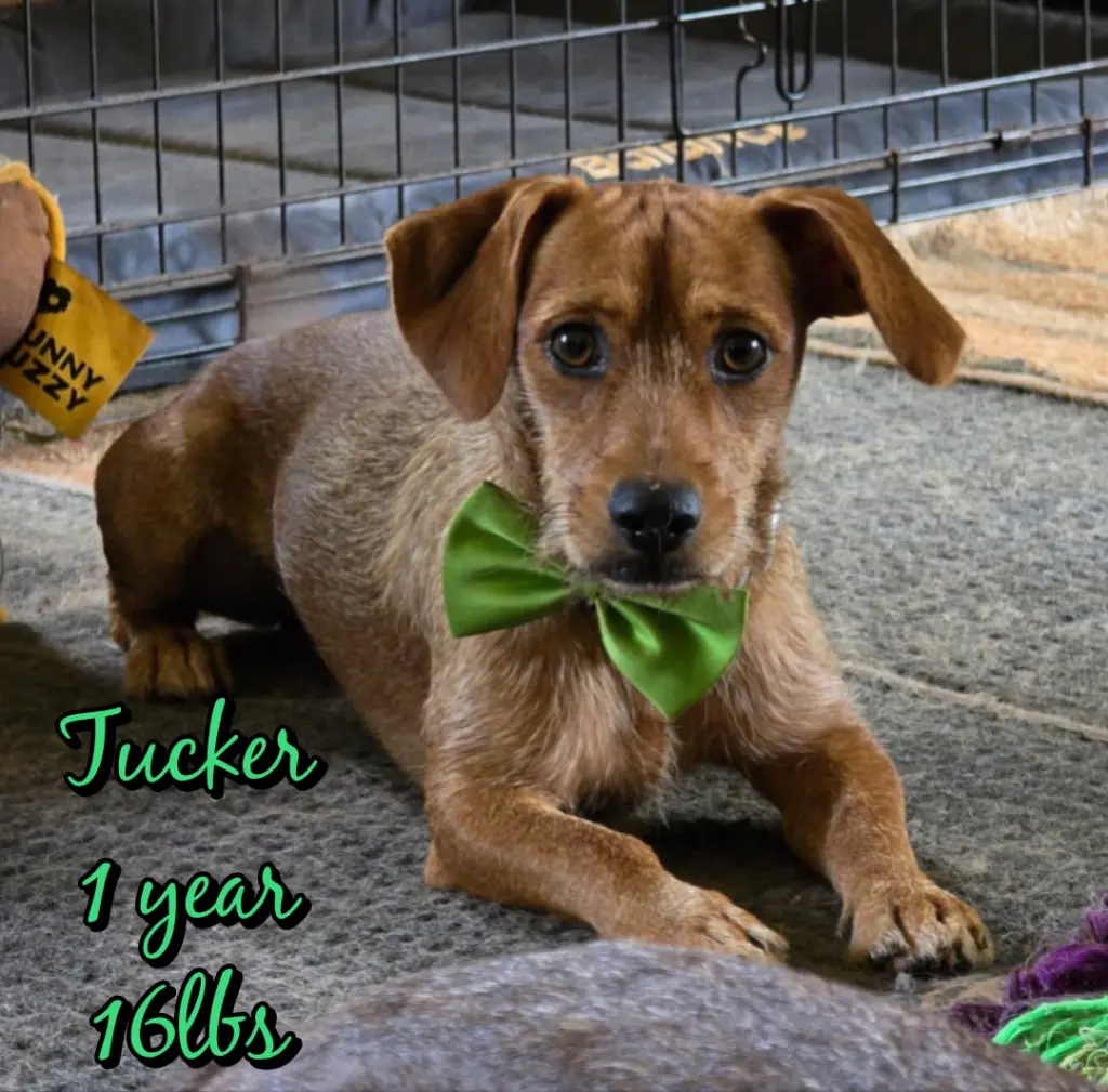 TUCKER
