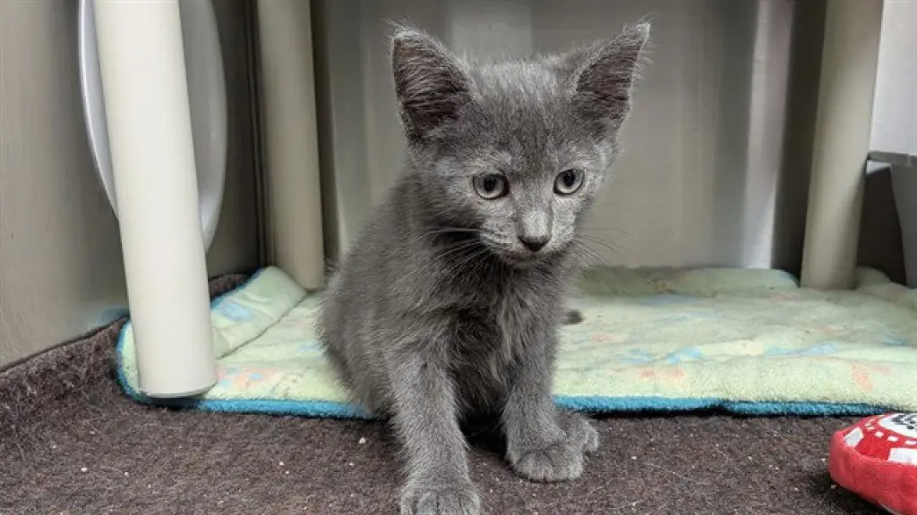 MOCHA