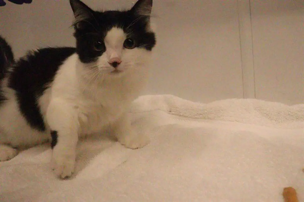 OREO (ASC)
