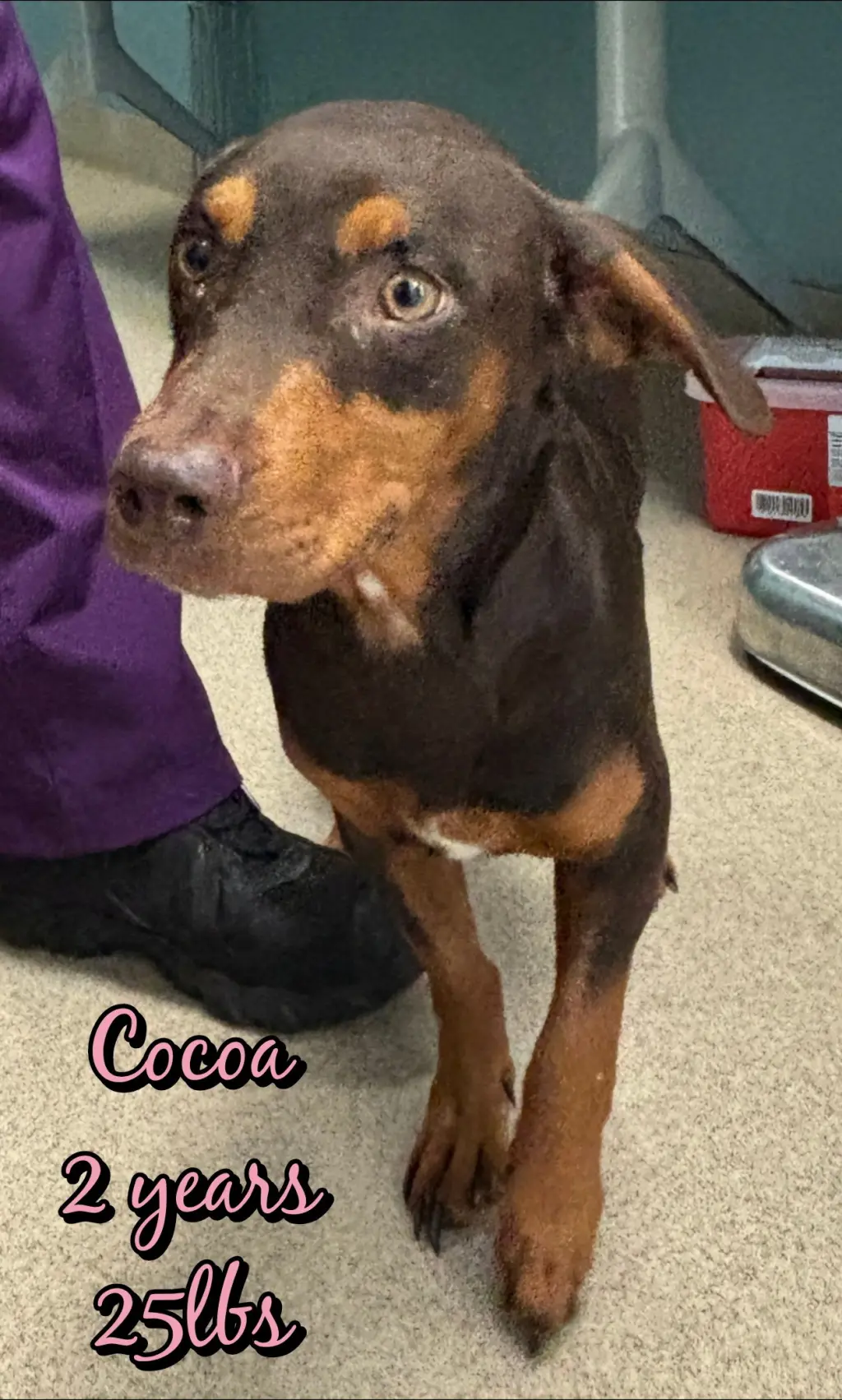 COCOA