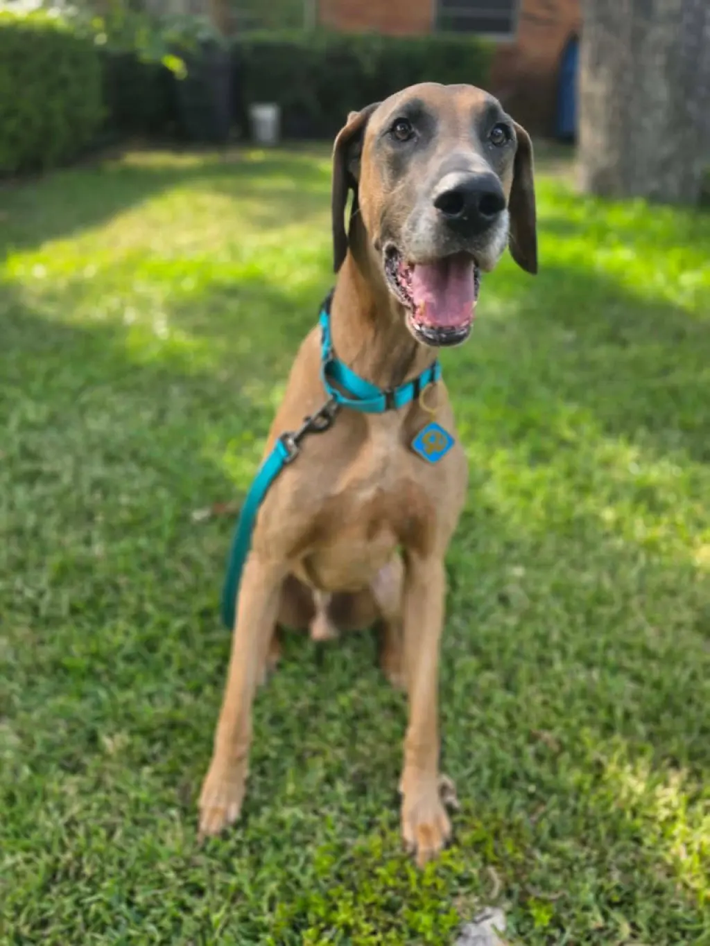Scooby Doo