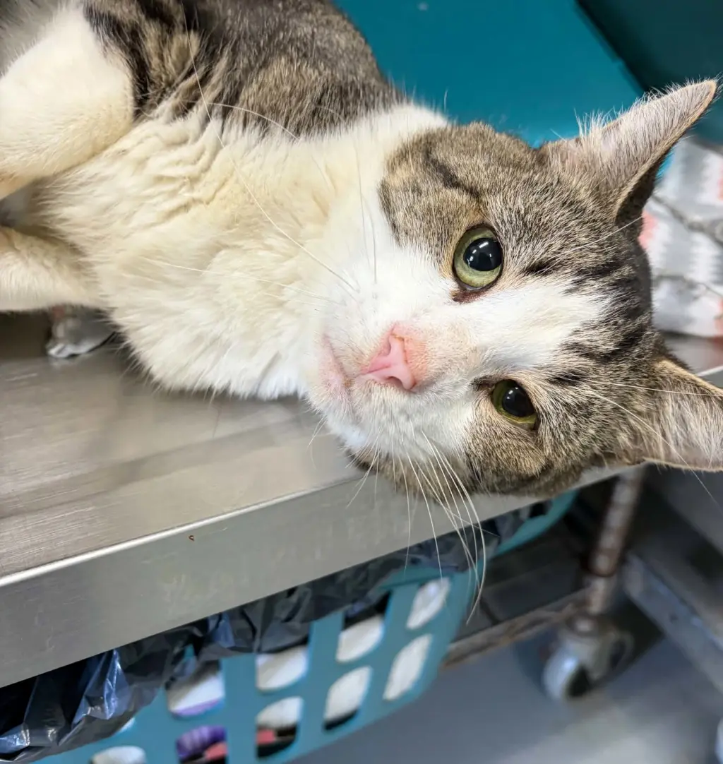 Ambrose - At shelter