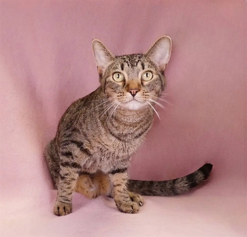 TABBY