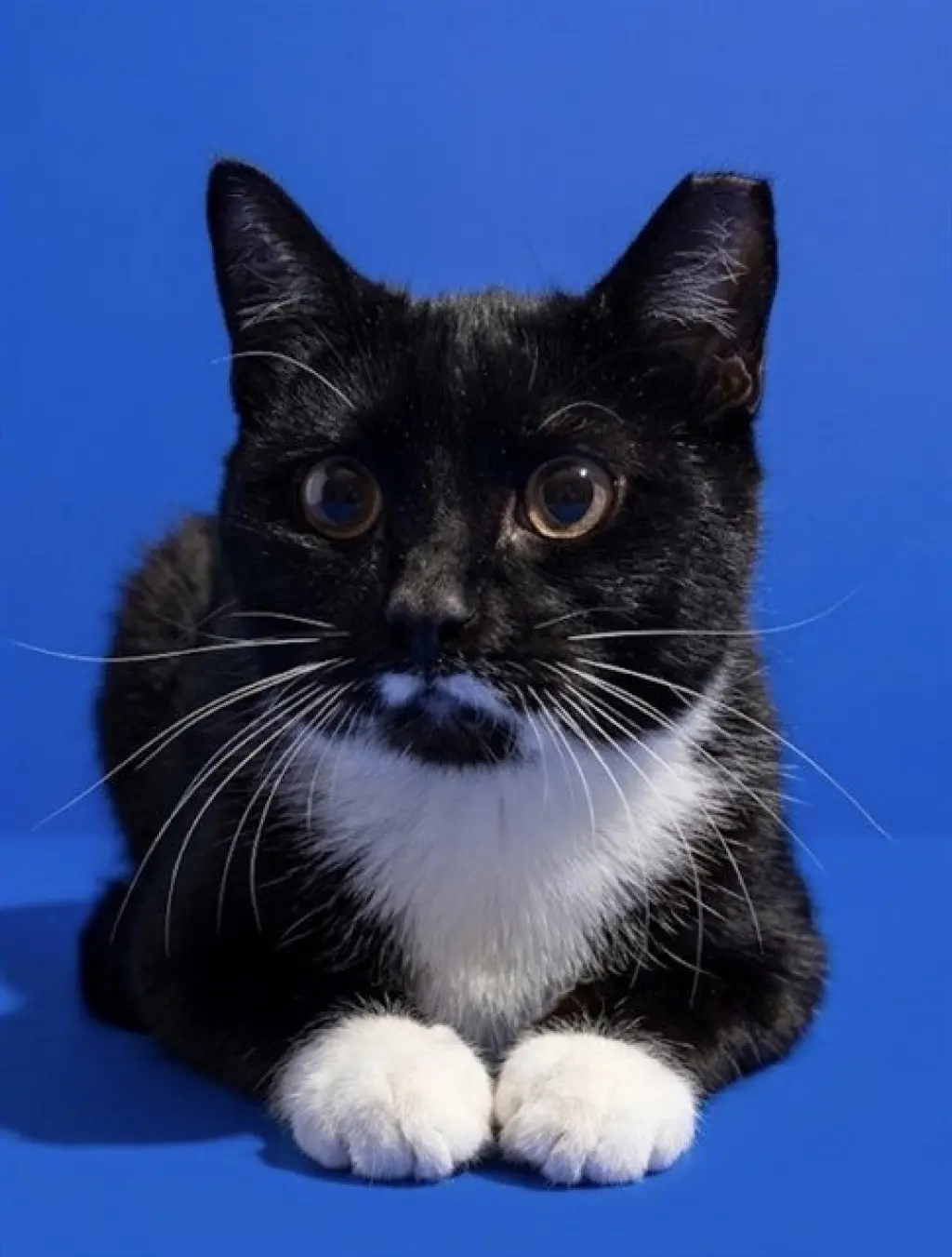 BISCUIT