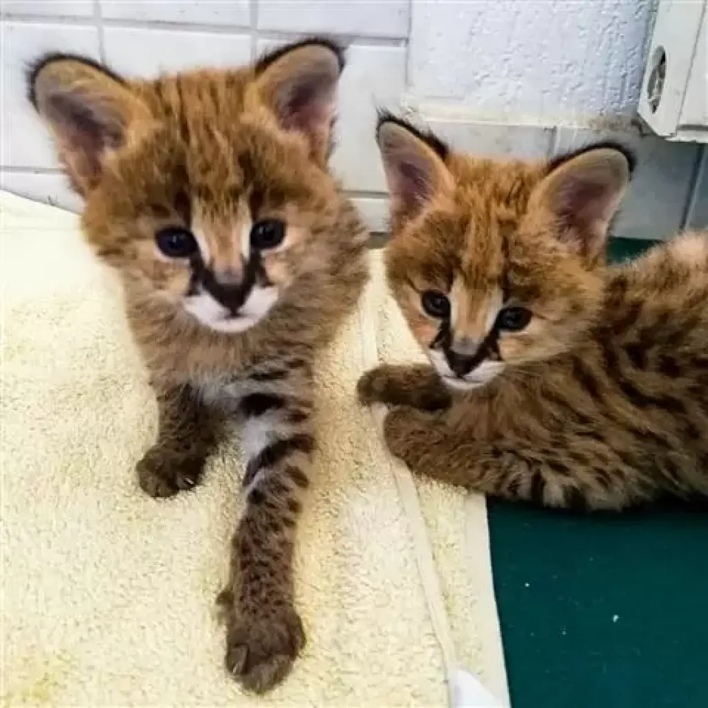 gatitos #savannah