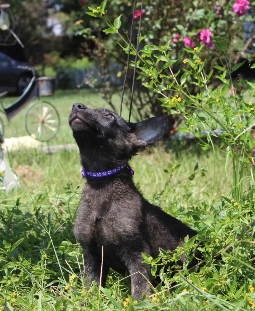 Zane 8/10 weeks Neuter Contract Required $425