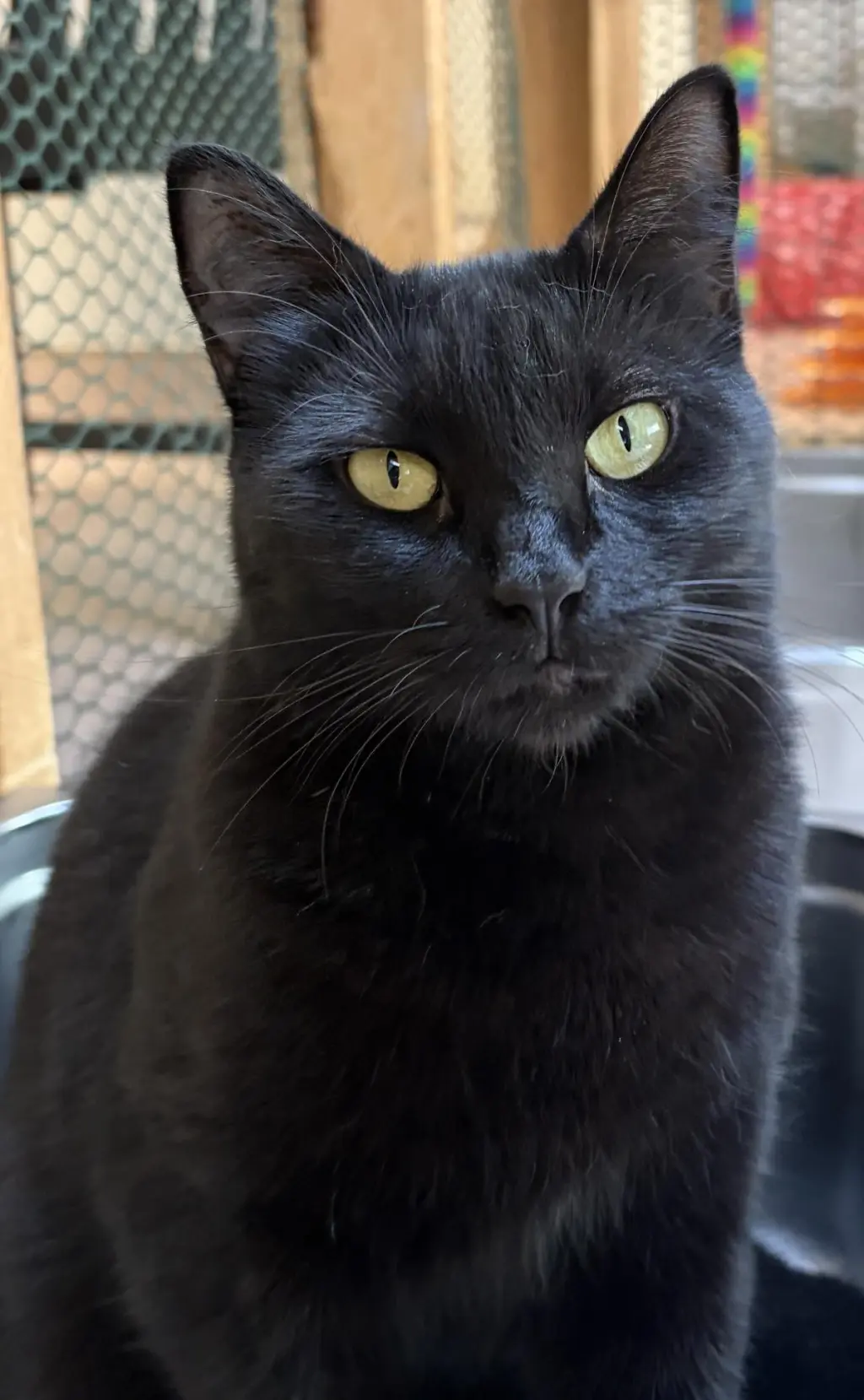 Nyx