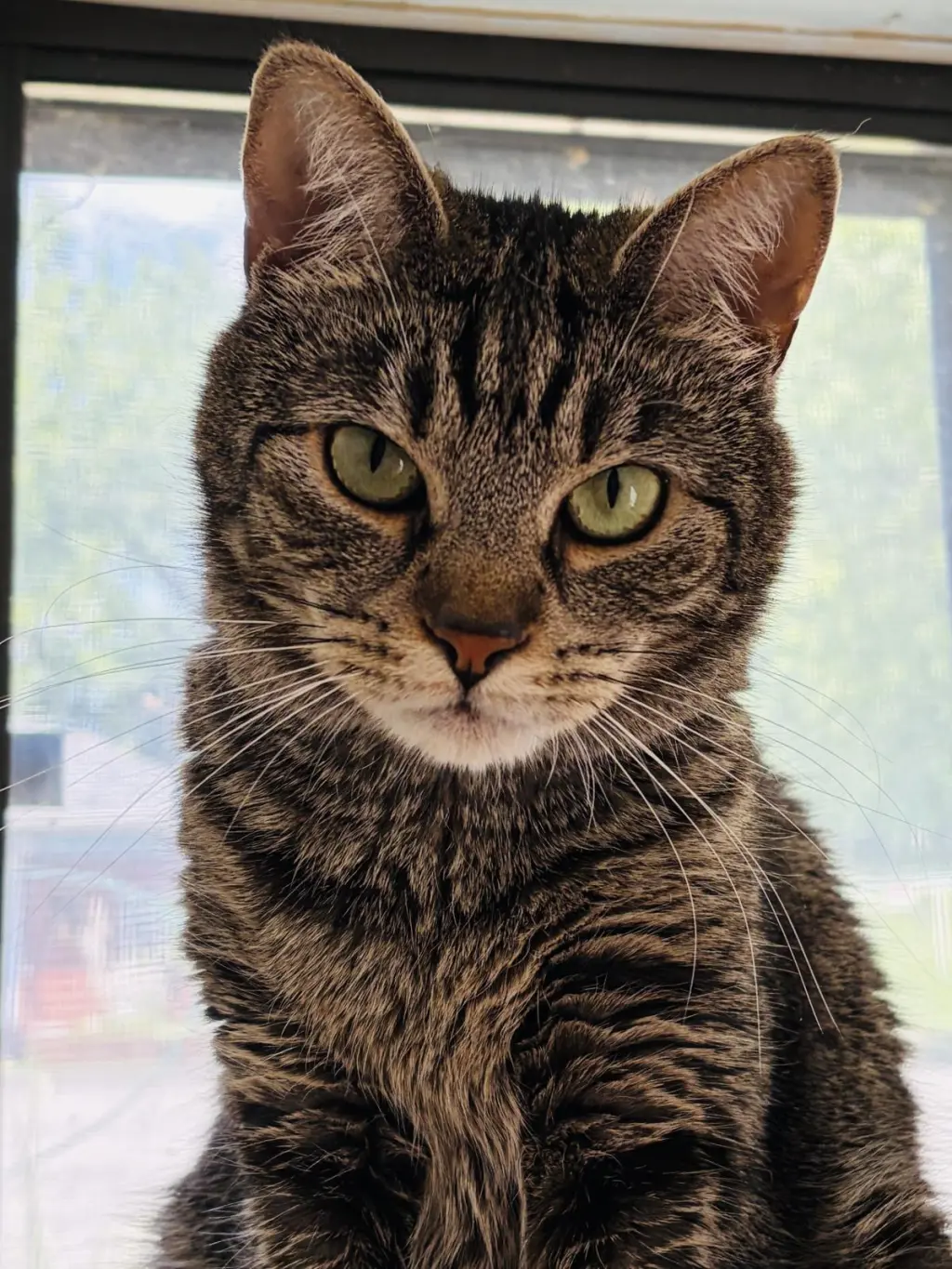 Abby Tabby
