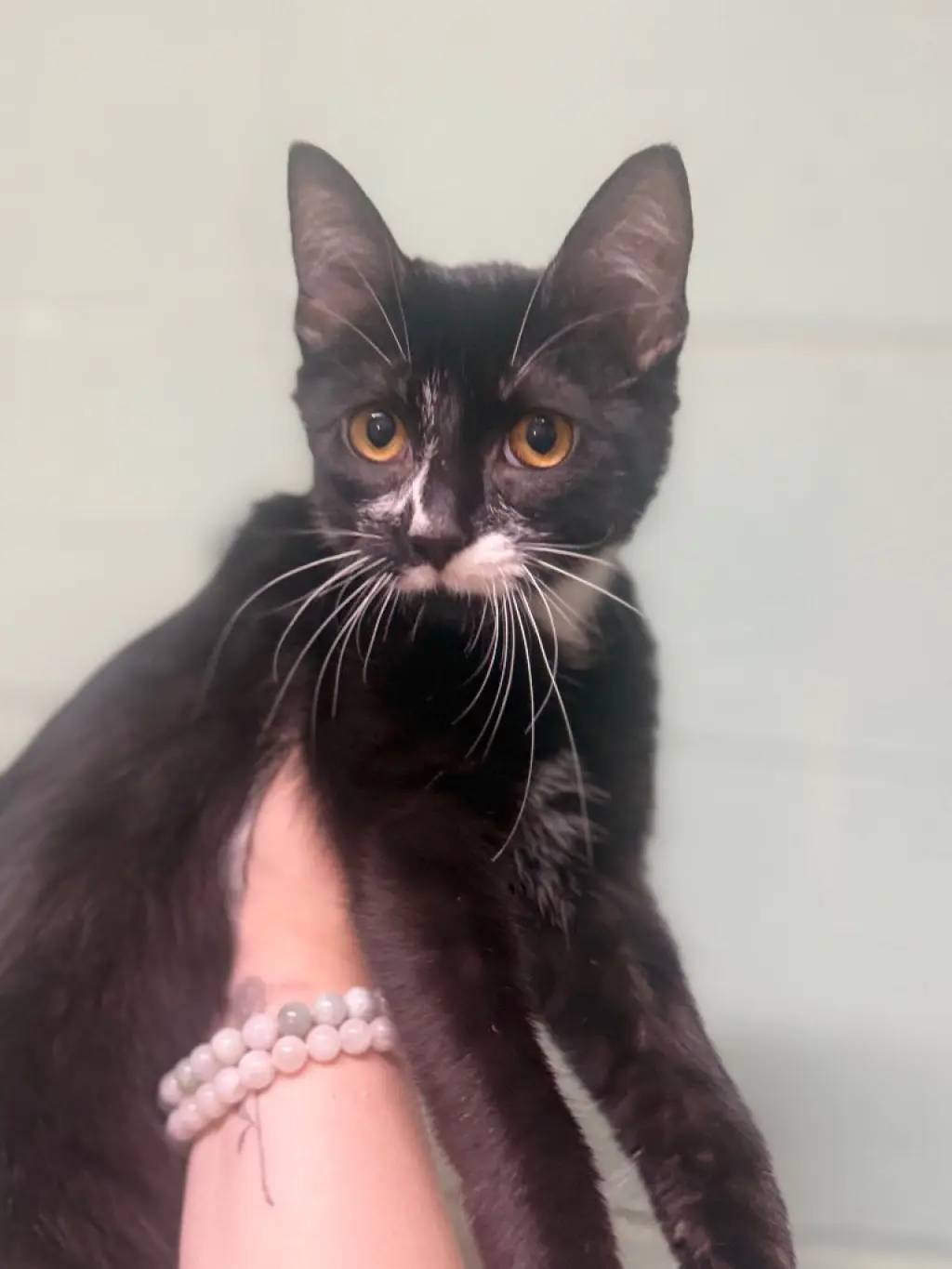 Oreo
