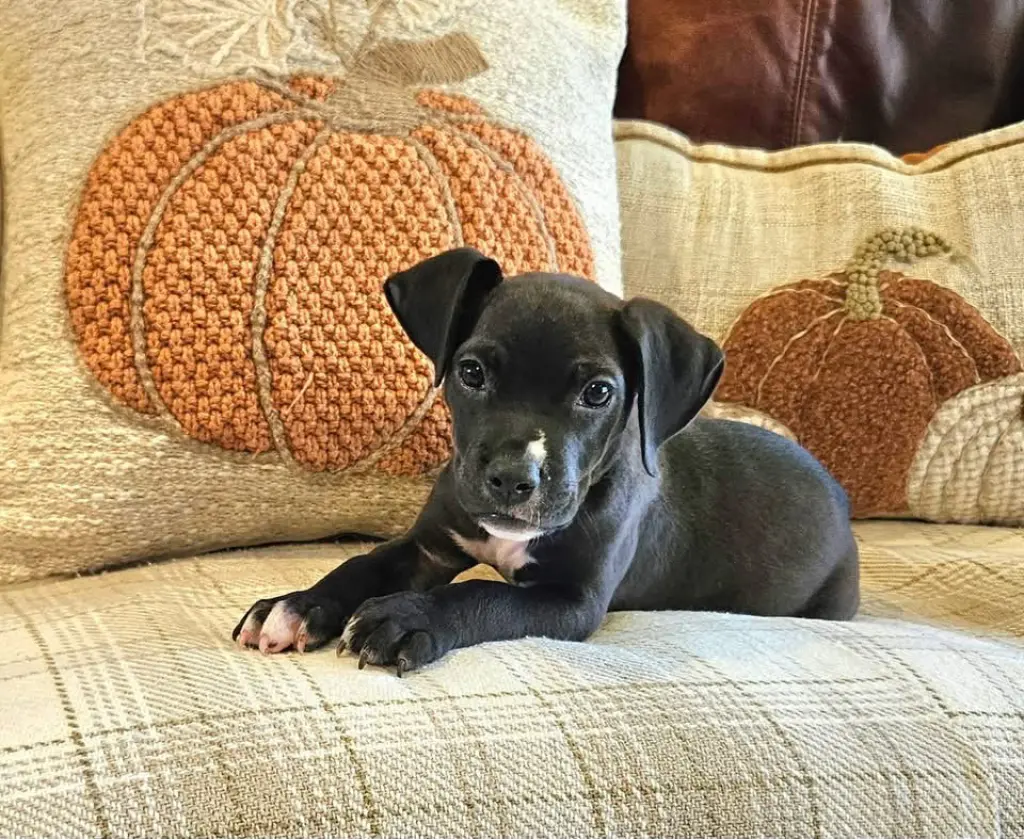 Beau