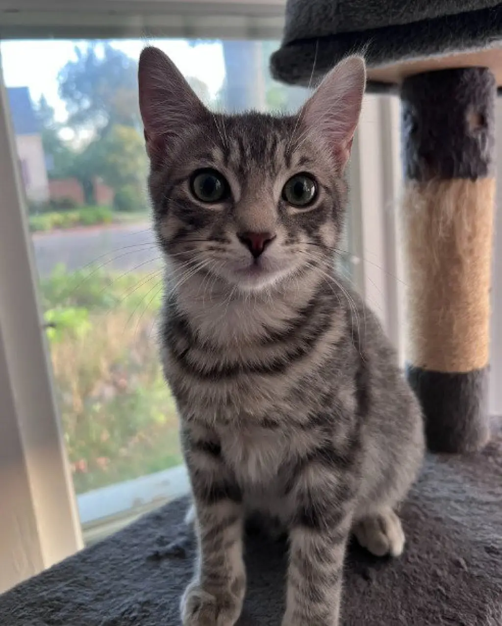 Noodle - No Longer Accepting Applications