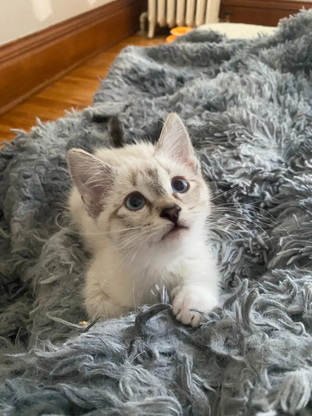 Francis (FeLV+)