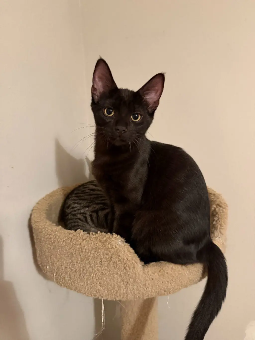 Chocolate Mousse (FeLV+)