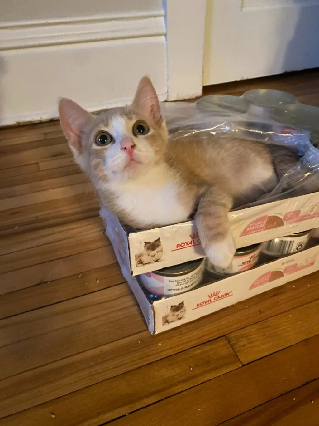 Agent Cedric (FeLV+)
