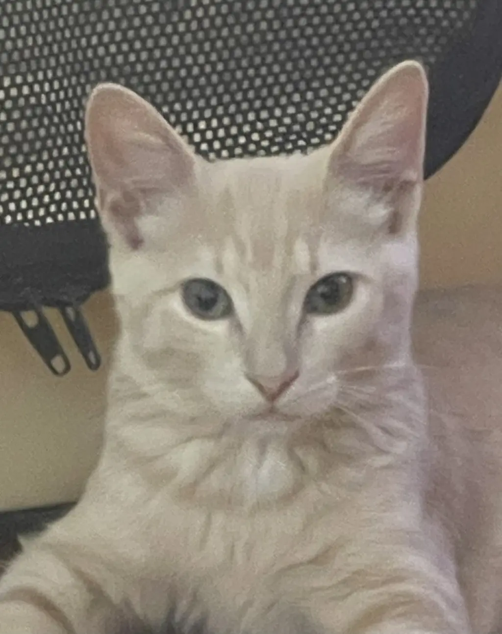 Opal Ann