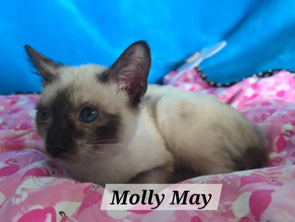 Molly May