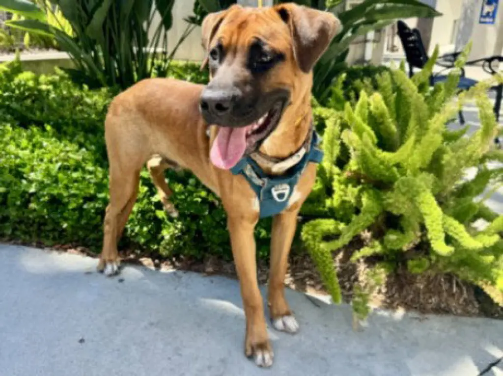 FONZ
