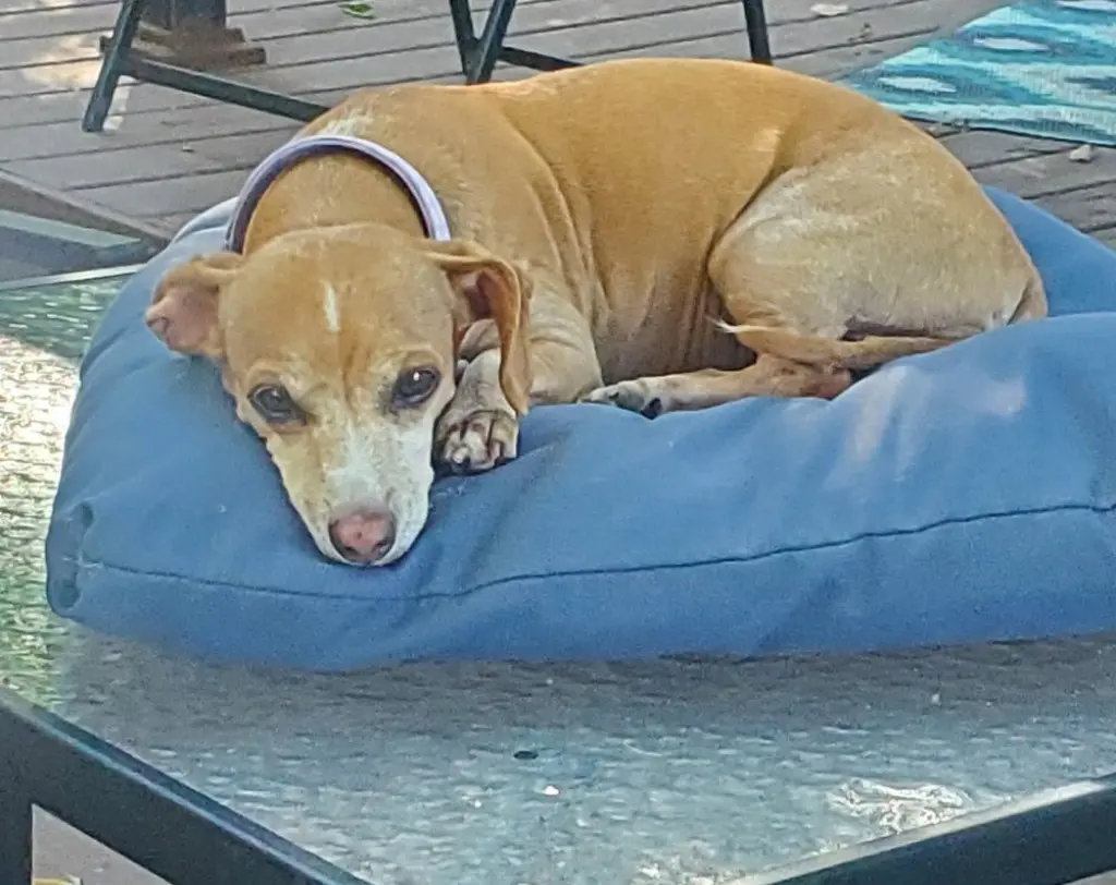 Missy