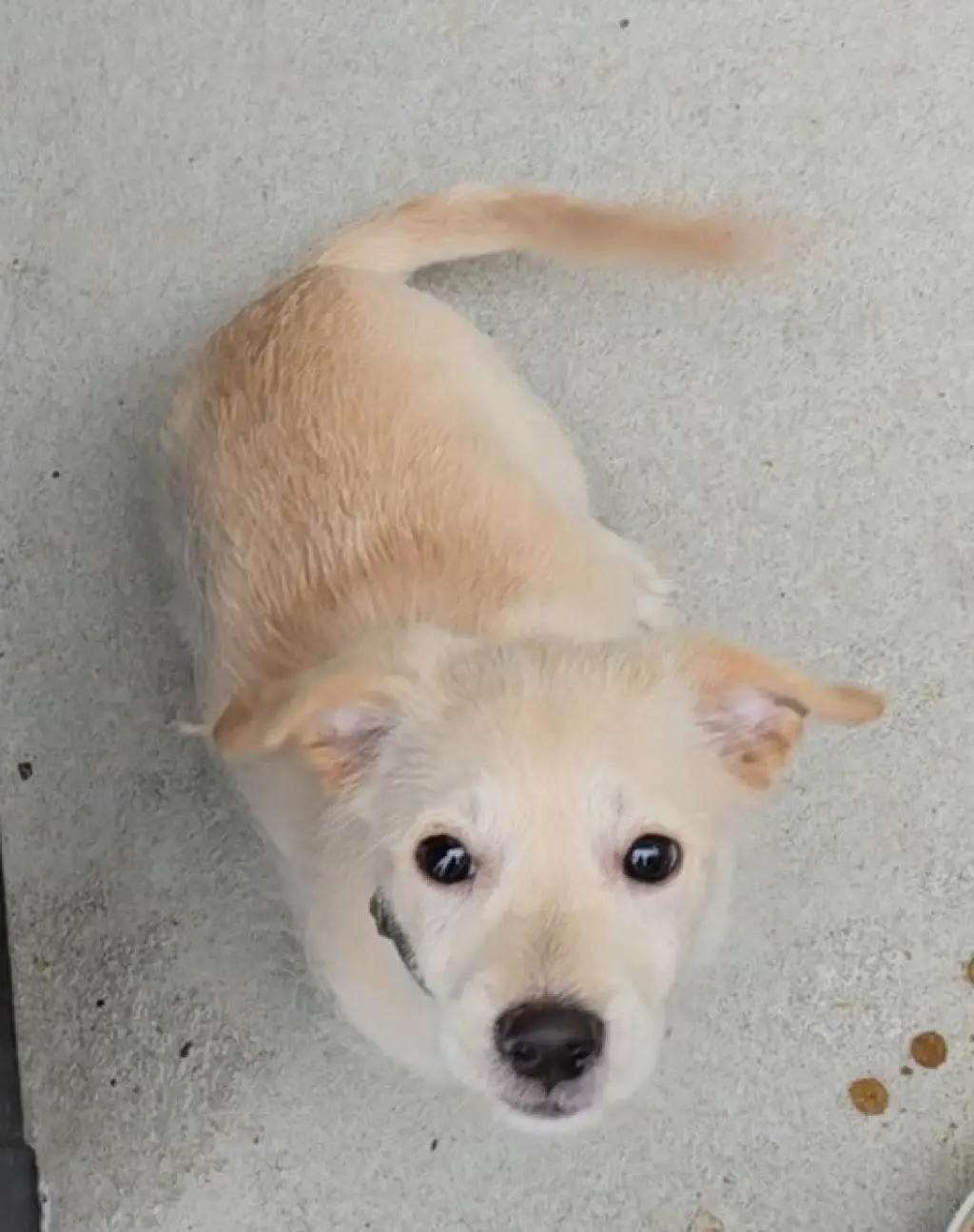 Biscuit