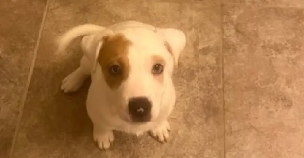 Dahlia