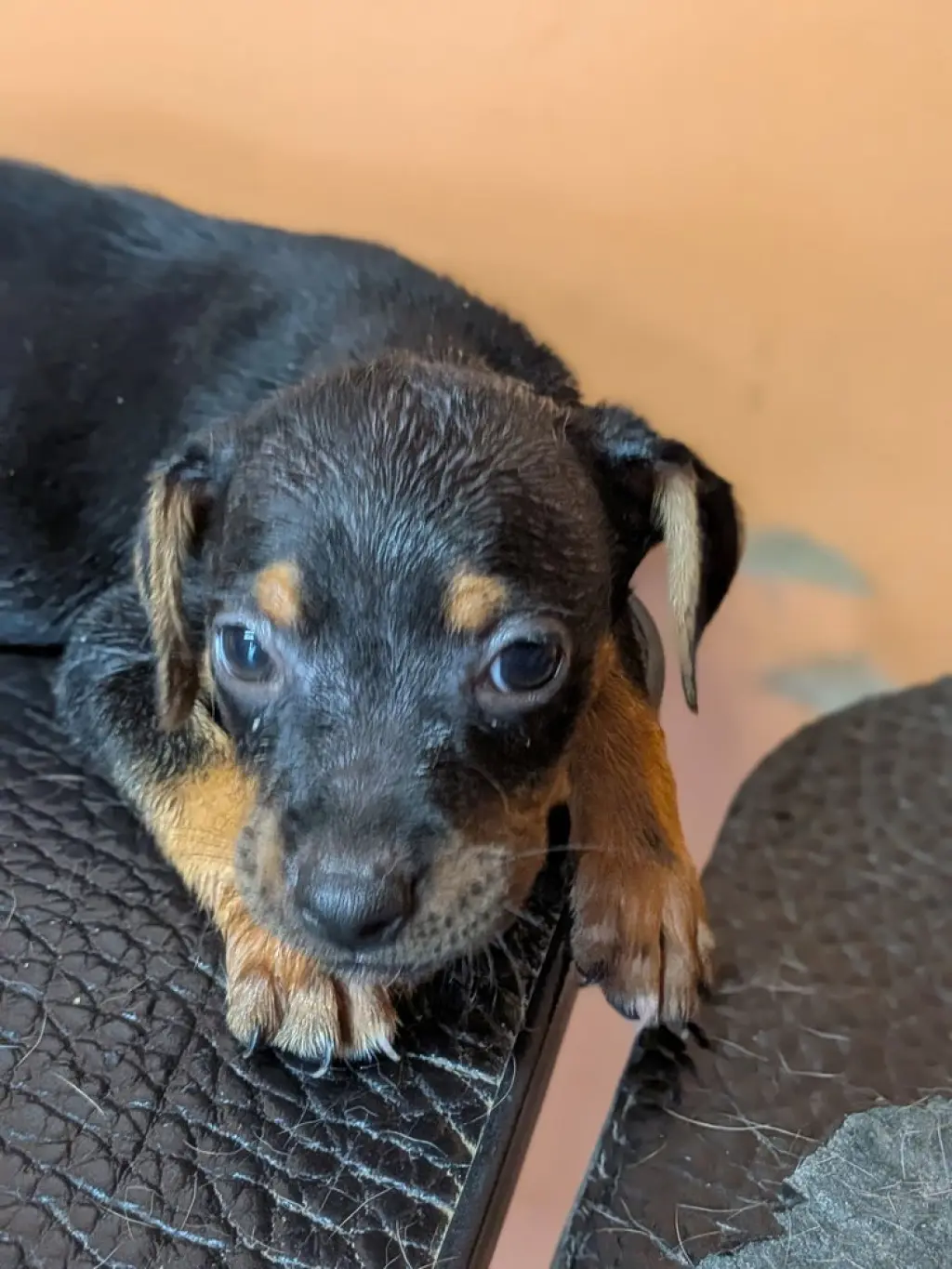 Oliver