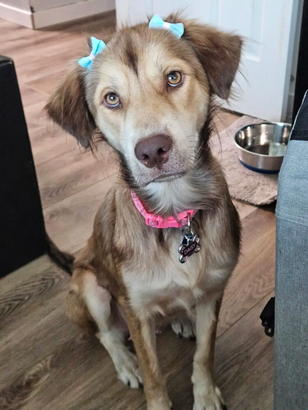 Daisy (Cleveland Mama)