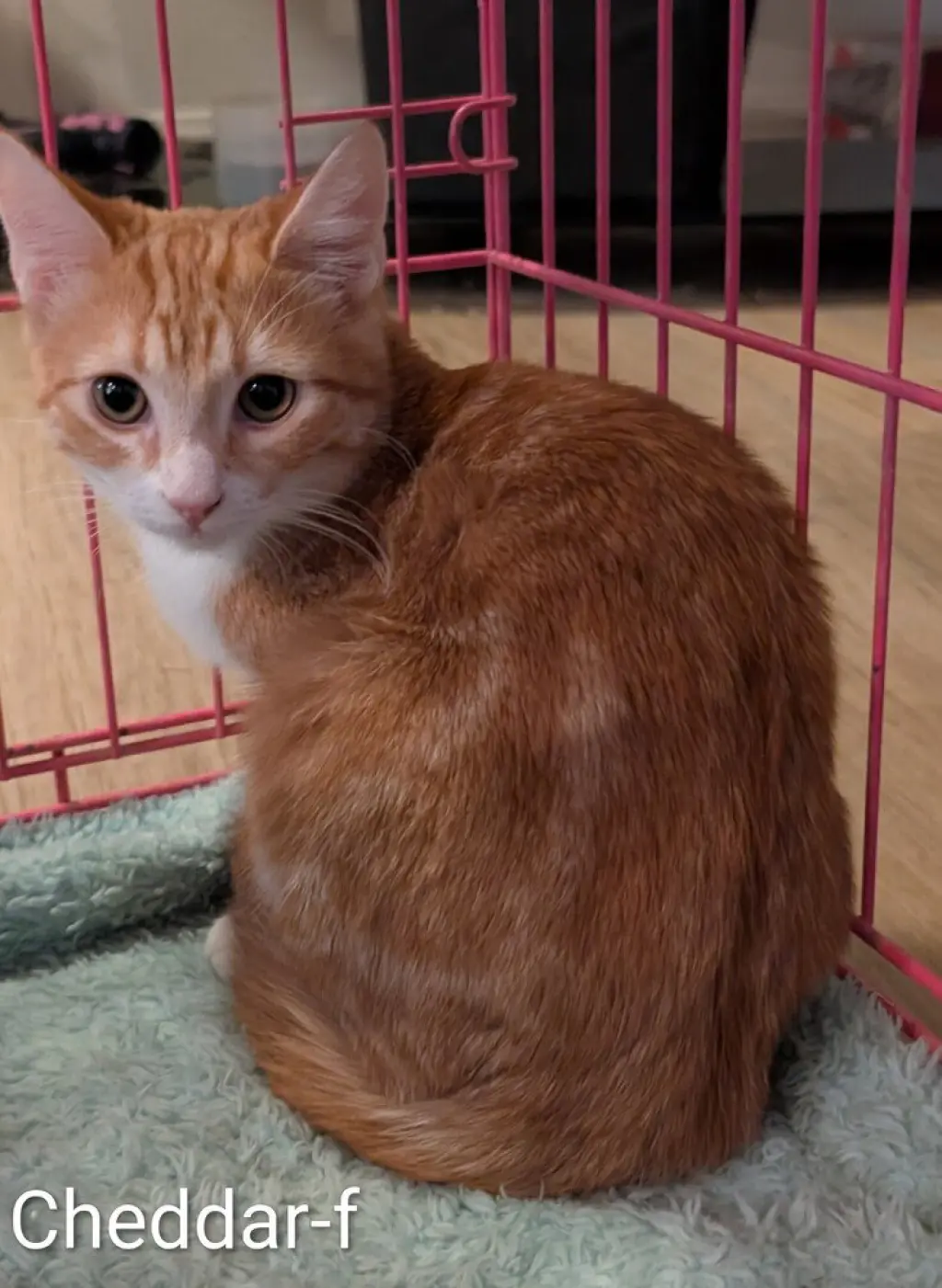 Cheddar